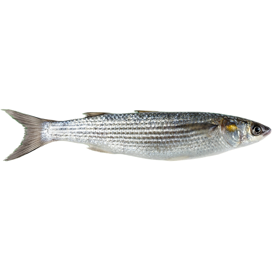 Meeräsche in Olivenöl