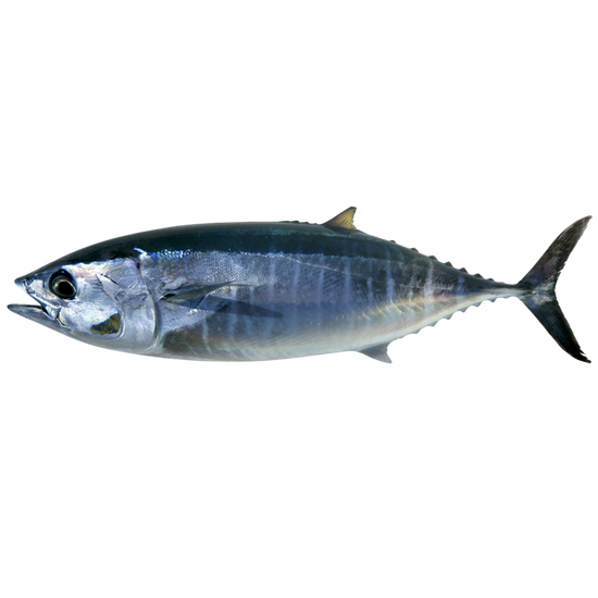 Peperoni piccanti ripieni di tonno del Mediterraneo