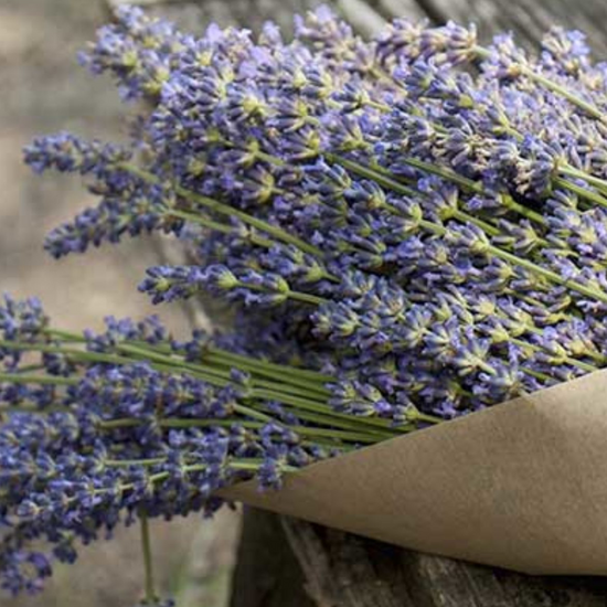 Organic Sicilian lavender