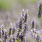 Bio-Lavendel aus Sizilien