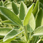 Organic Sicilian sage